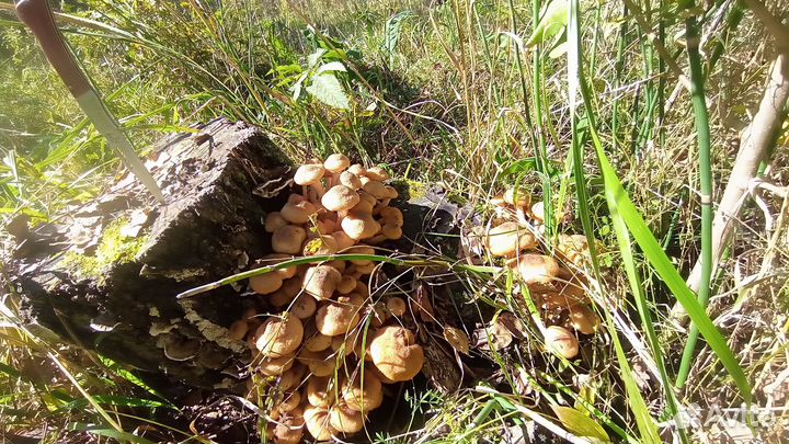 Грибы маринованные