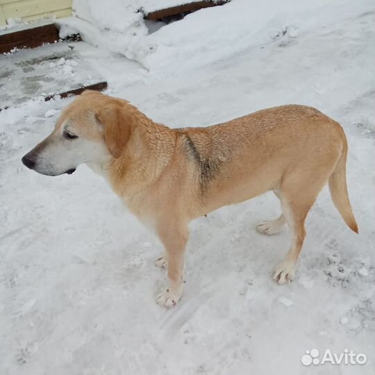 Русская гончая рыжая собаки