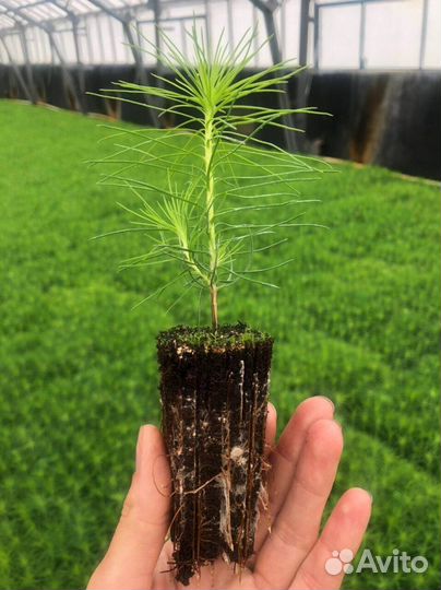 Сеянцы ели зкс в розницу