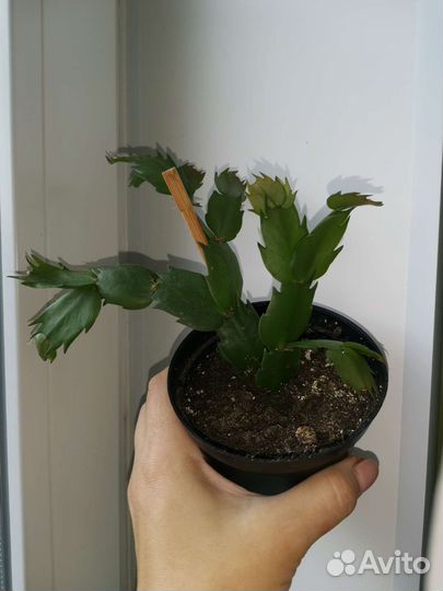 Декабрист жёлтый, шлюмбергера, зигокактус