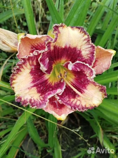 Лилейники сортовые