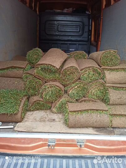 Рулонный газон в наличии