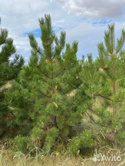Сосна черная (Мытищи)