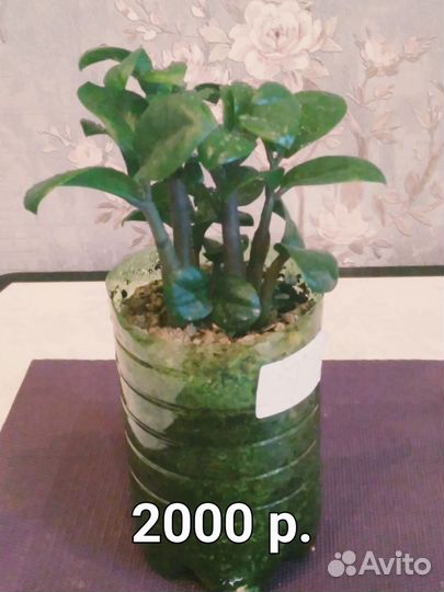 Замиокулькас зензи