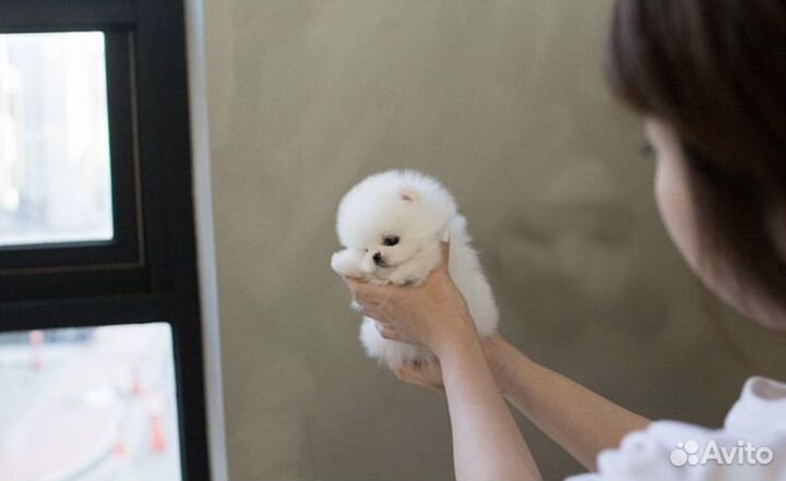 Шикарные микро мальчики девочки померанский шпиц