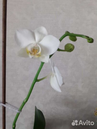 Орхидея фаленопсис