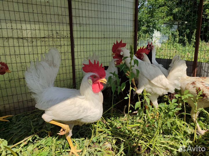 Петушки 4 месячные