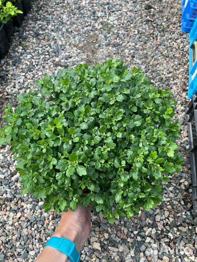 Ампельные хризантем мультифлора