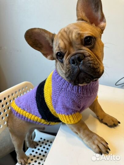 Одежда для собак