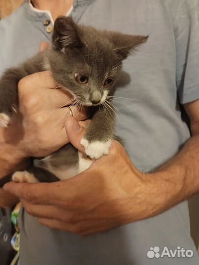 Котята в добрые руки бесплатно