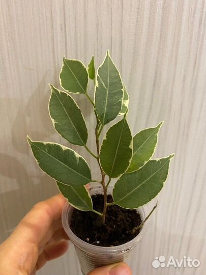 Комнатные цветы. Бегония,фикусы, педилантус