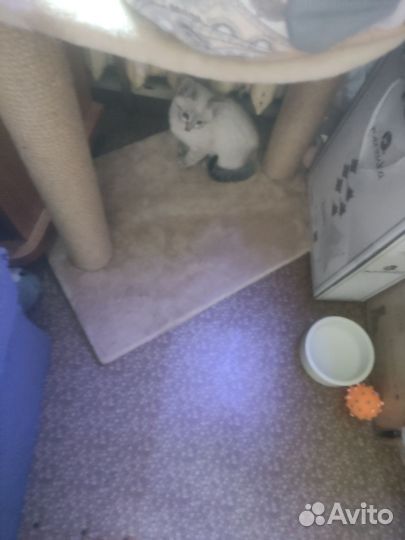 Отдам котят