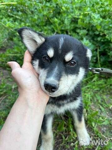 Собака щенок маленький мальчик