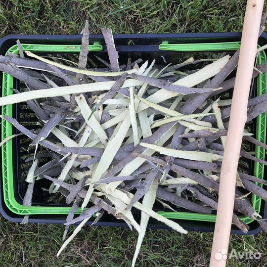 Кора молодой осины