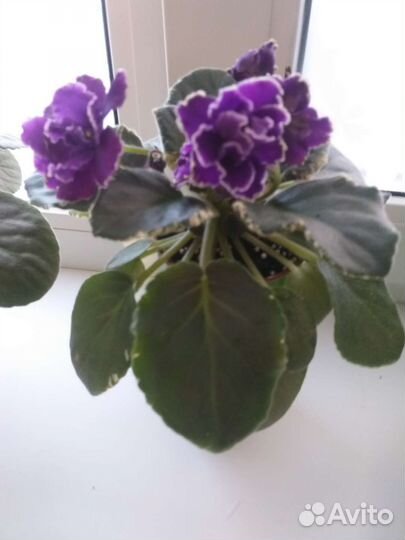 Детки сортовых фиалок,листовые черенки