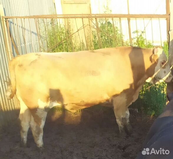 Быки абердин ангус, сентиментал