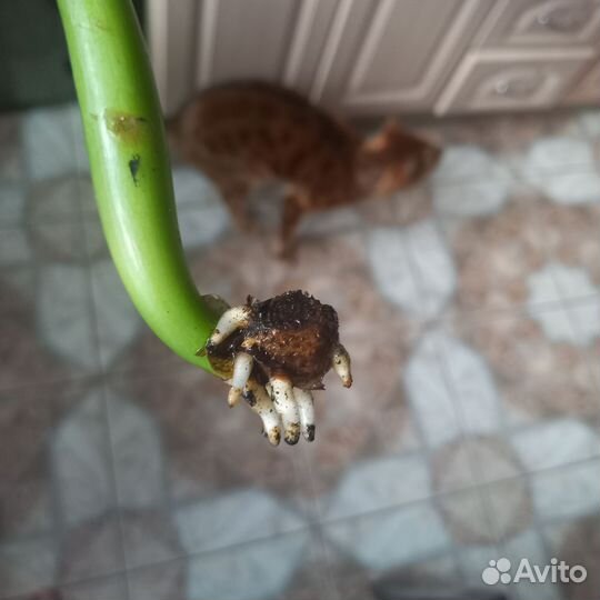 Замиокулькас