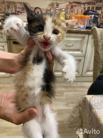 Котята бесплатно