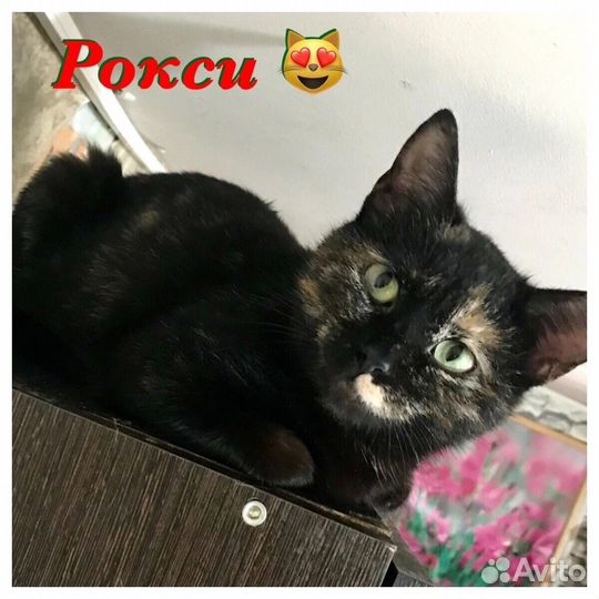 Кошка в дар