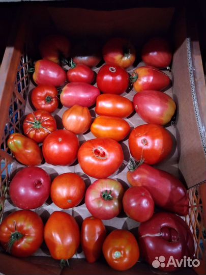 Помидоры, лук зелёный, кабачки