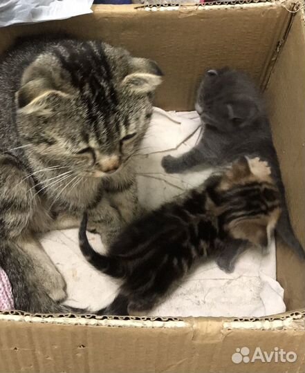 Котята в добрые руки
