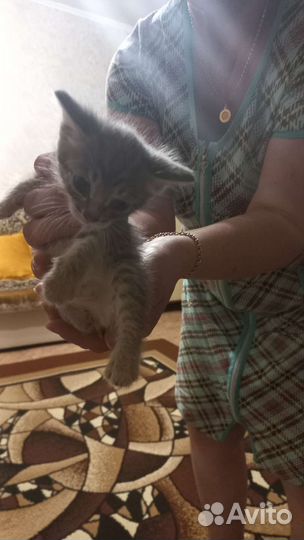 Котята в добрые руки бесплатно