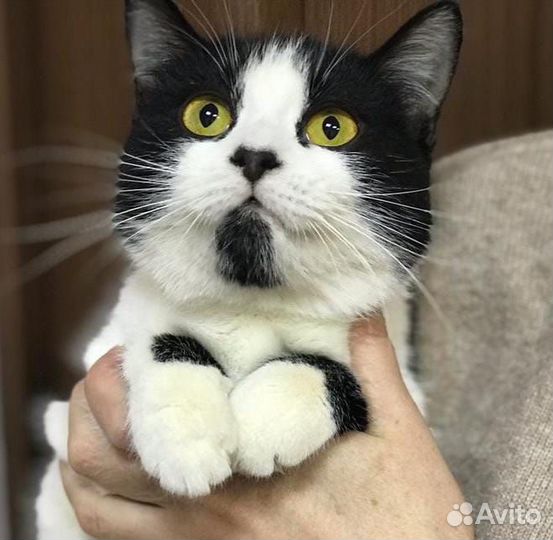 Кошечка Лика