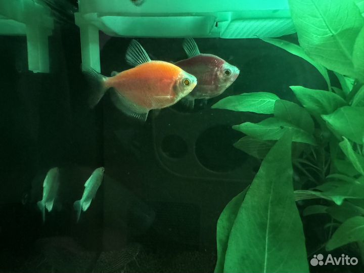 Отдам тернеции