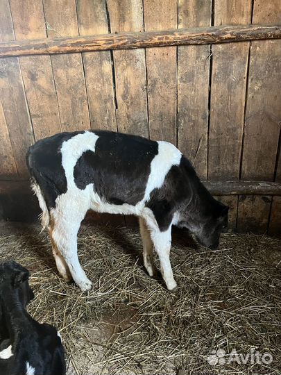 Холмогорская телочка