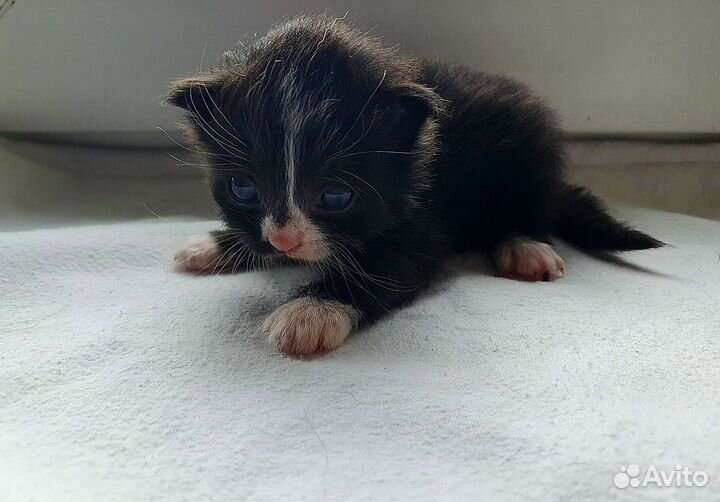 Кошки