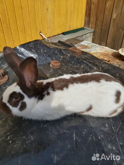 Кролики мясных пород великаны