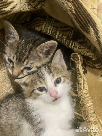 Котята мальчики