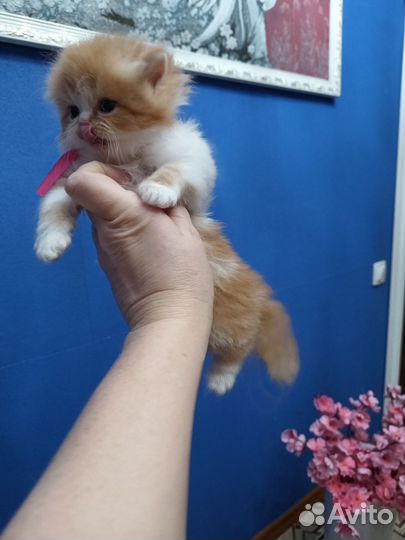 Персидская