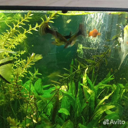 Рыбки, растения, креветки