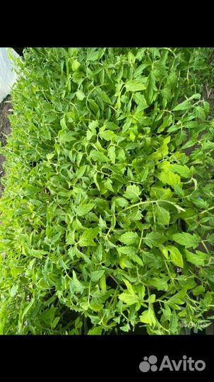 Рассада помидоров томатов