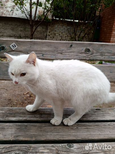 Кот в добрые руки