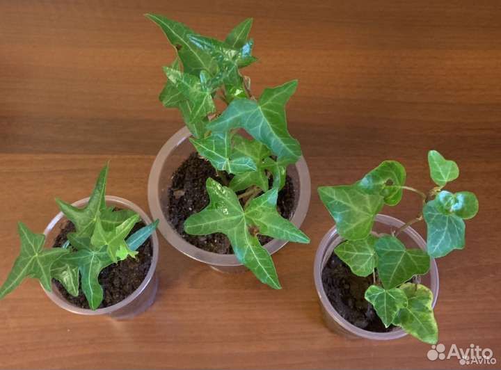 Плющ домашний