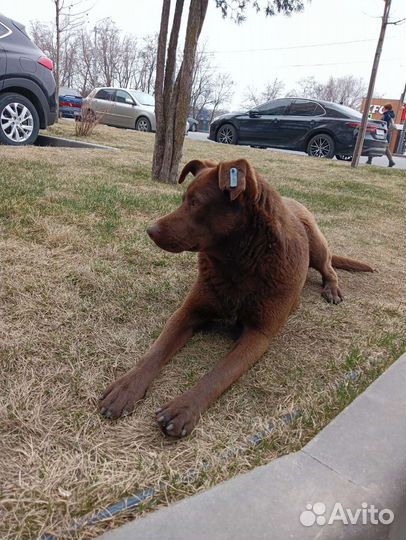 Шоколадный красавчик ищет дом