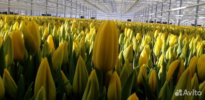 Тюльпаны срезка на 8 Марта от теплицы
