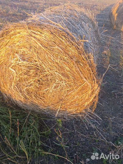 Сено в рулонах
