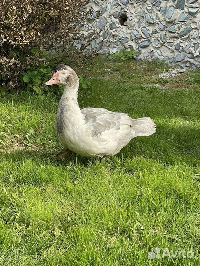 Селезни и уточки индоуток