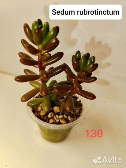 Суккуленты