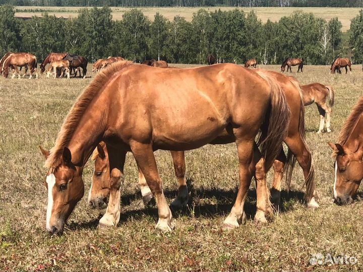 Кобылы и Жеребцы Советские Тяжеловозы