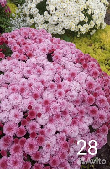 Хризантема мультифлора