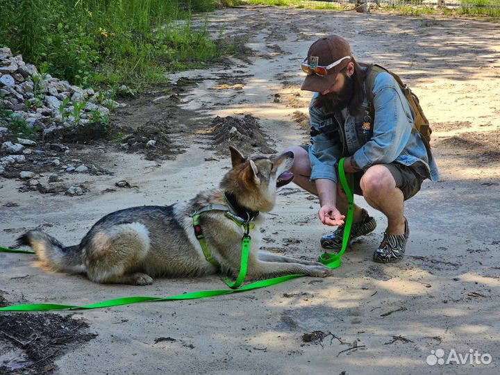 Кинолог l Зоопсихолог