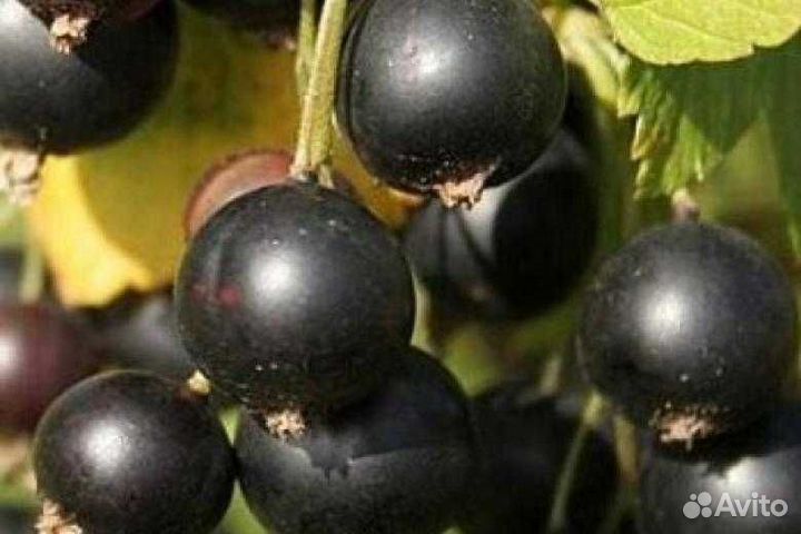 Продаются саженцы