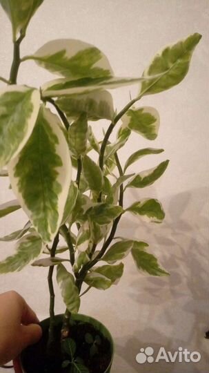 Обмен/продажа комнатных цветов