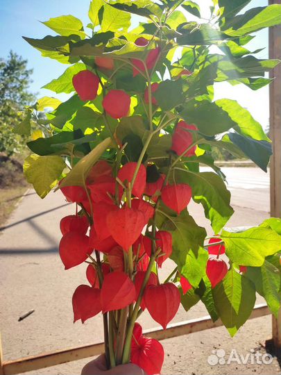 Физалис расада 50 р за штуку