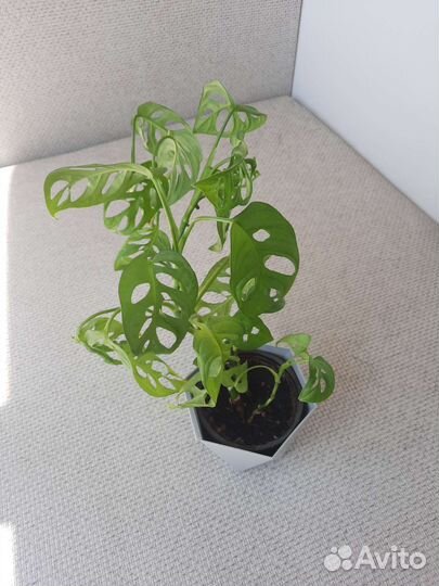 Монстера манки маск