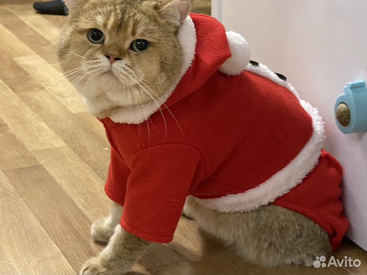 Британская золотая шиншилла вязка